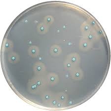 Chromocult® Listeria Selective Agar base acc. OTTAVIANI and AGOSTI-100427.0500